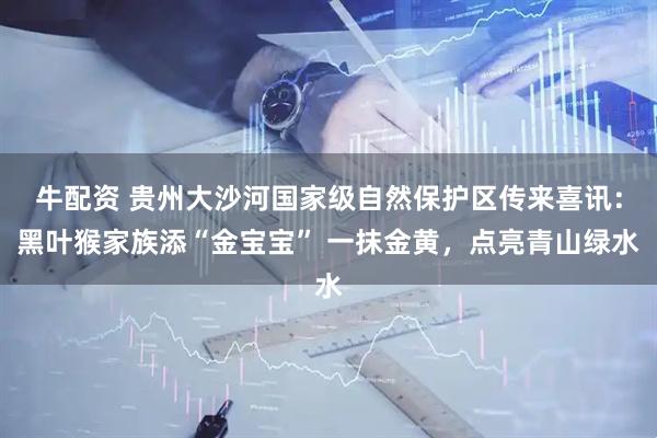 牛配资 贵州大沙河国家级自然保护区传来喜讯：黑叶猴家族添“金宝宝” 一抹金黄，点亮青山绿水